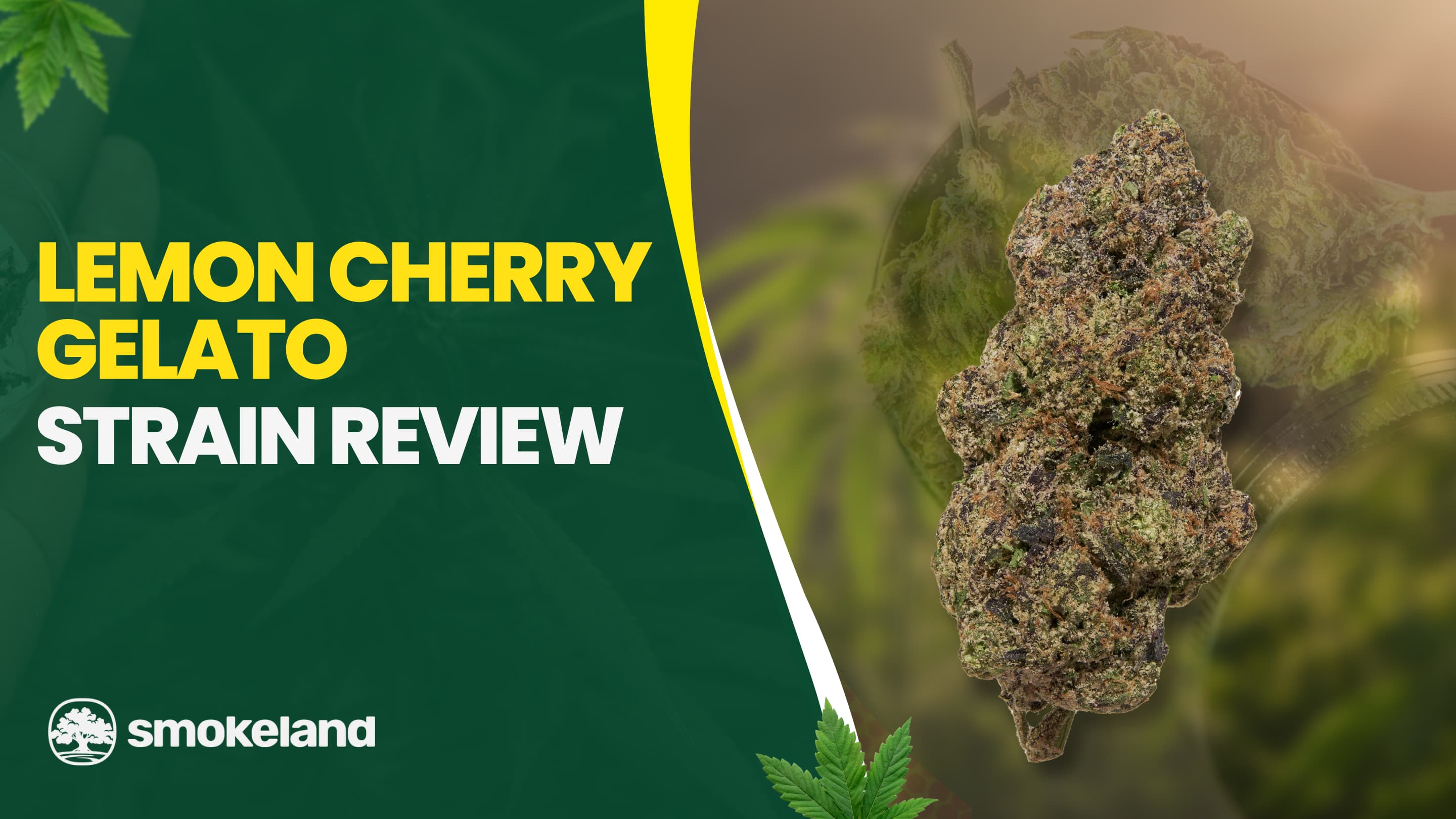 Lemon Cherry Gelato Strain Review: A Deep Dive into Flavor, Terpene Profile, and Effects