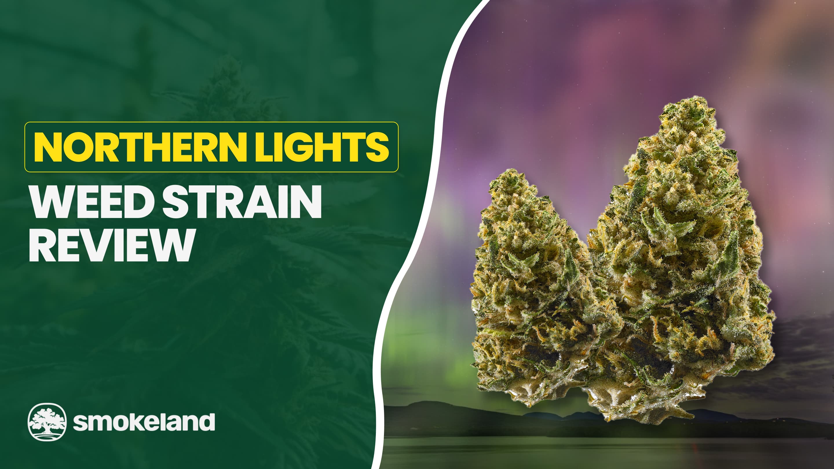 Northern Lights Strain: Classic Indica That Still Dominates