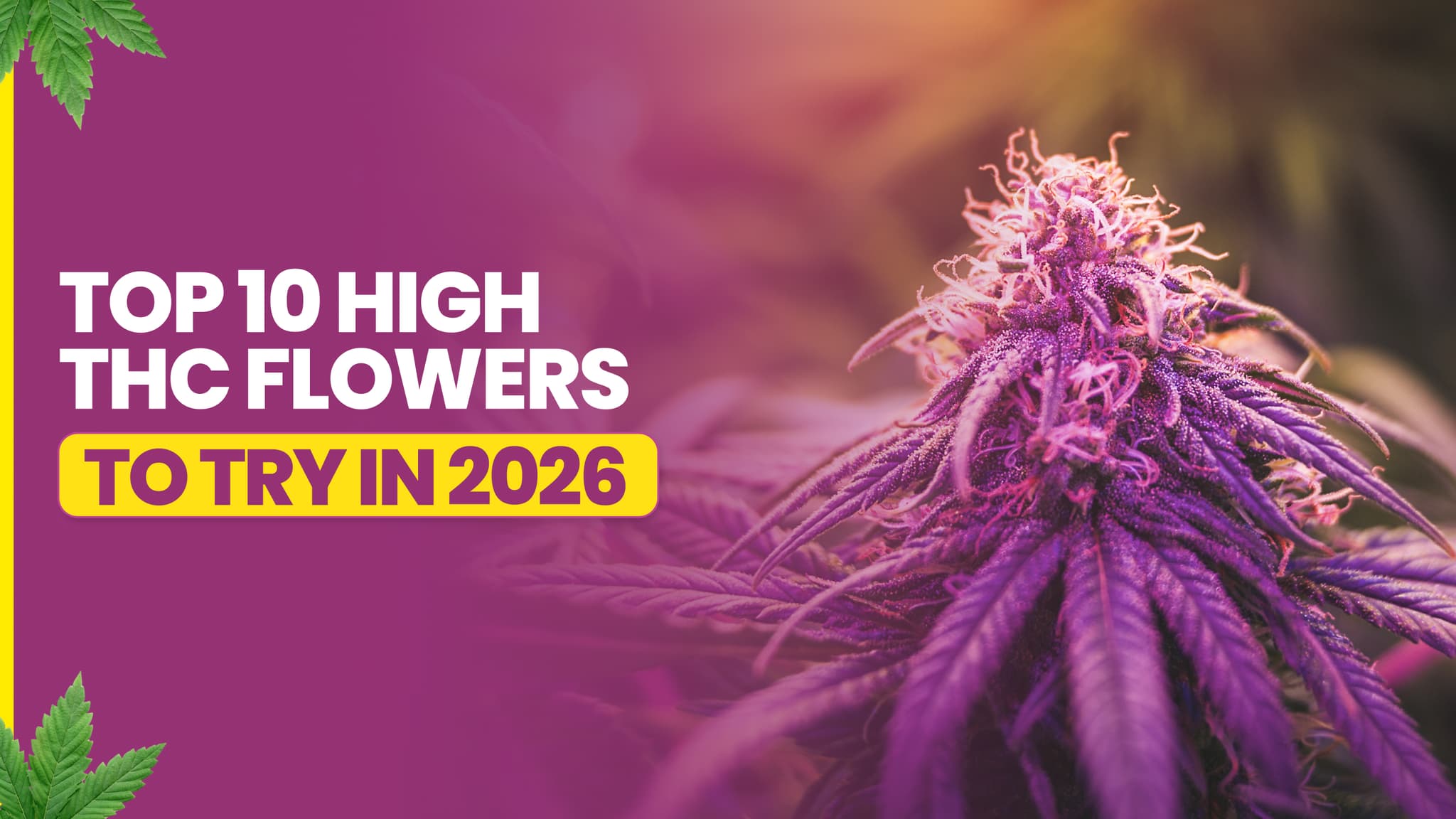 Top 10 High THC Flowers to Try in 2026