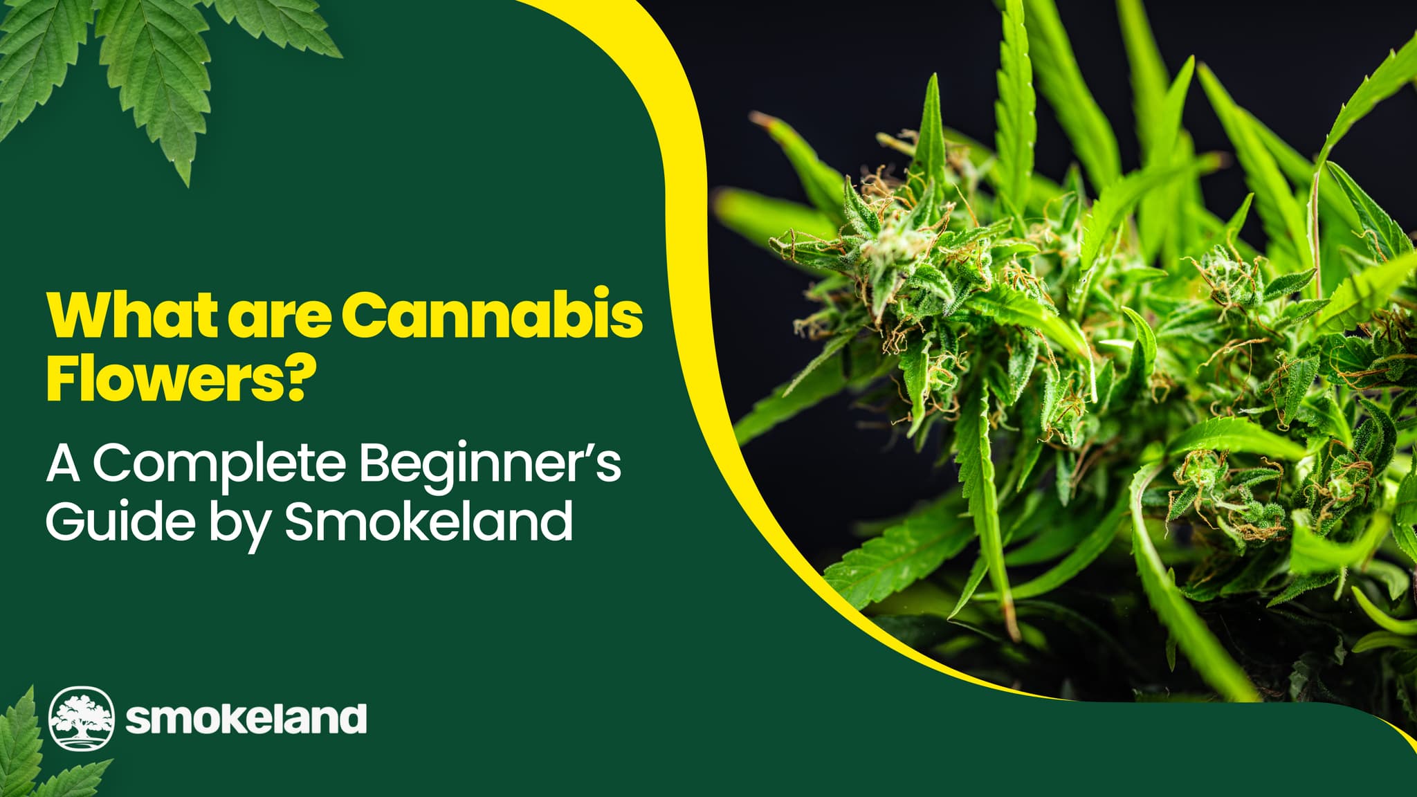 What are Cannabis Flowers? A Complete Beginner’s Guide by Smokeland