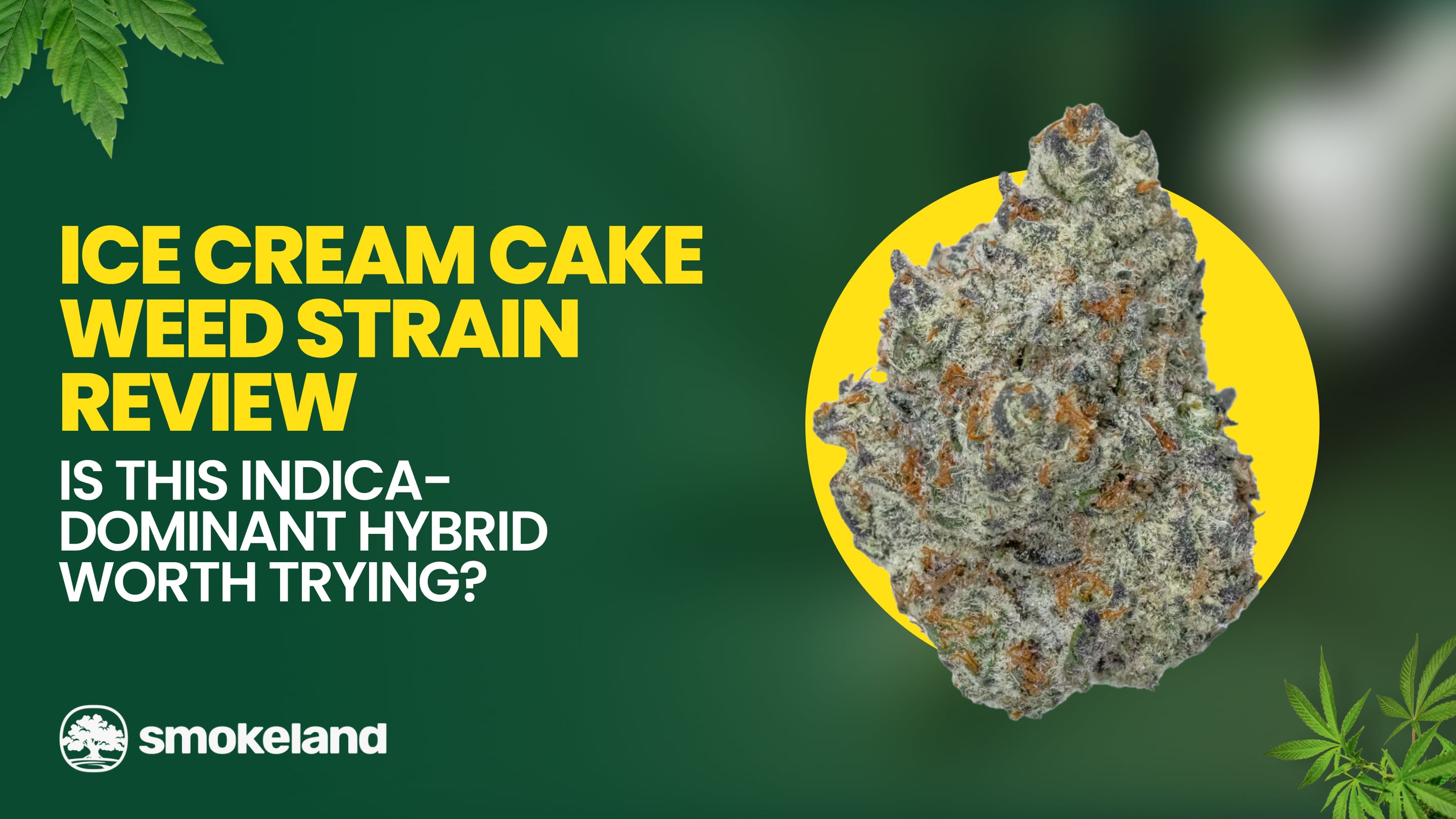 Ice Cream Cake Weed Strain Review: Is This Indica-Dominant Hybrid Worth Trying?