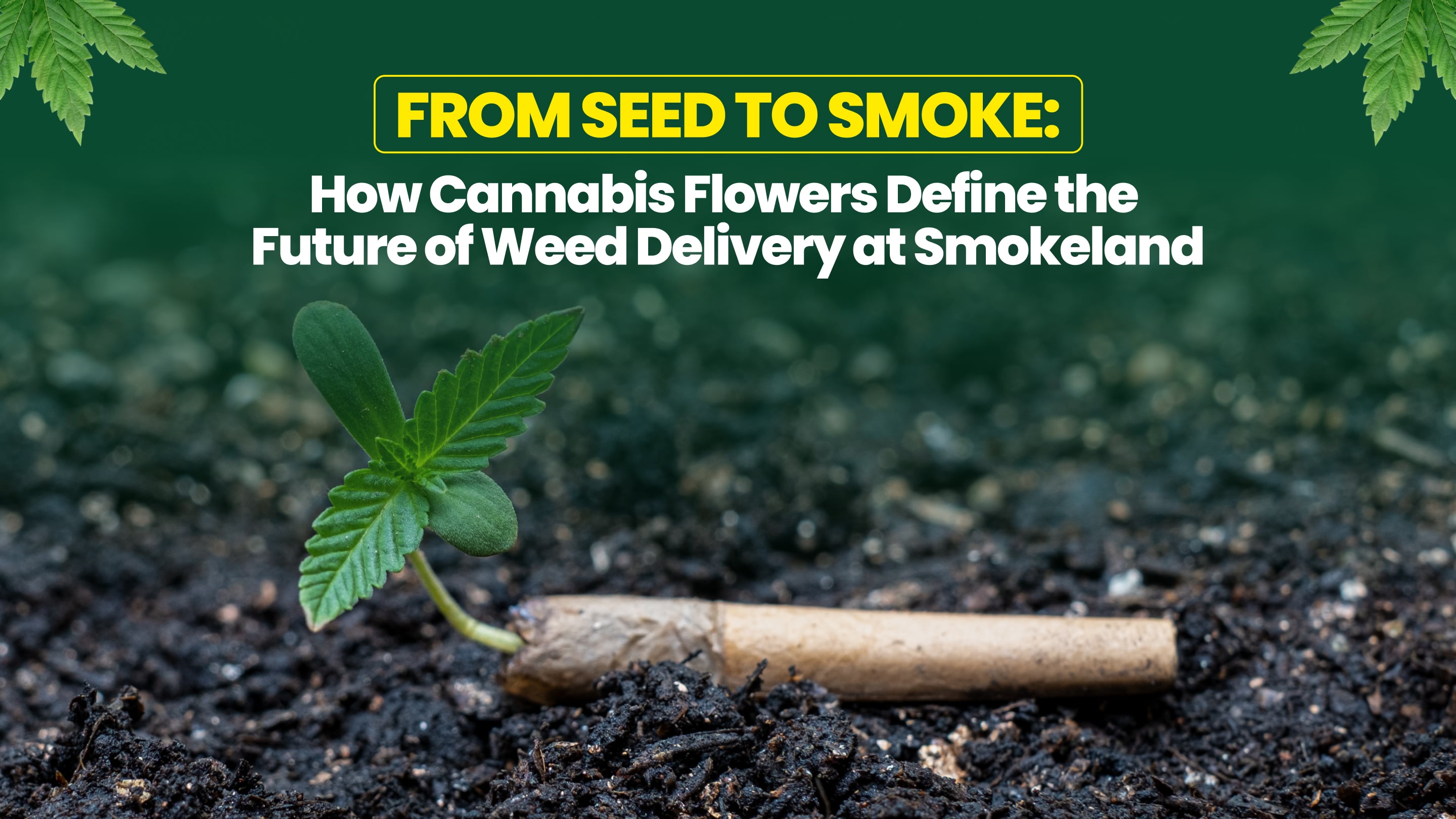 From Seed to Smoke: How Cannabis Flowers Define the Future of Weed Delivery at Smokeland