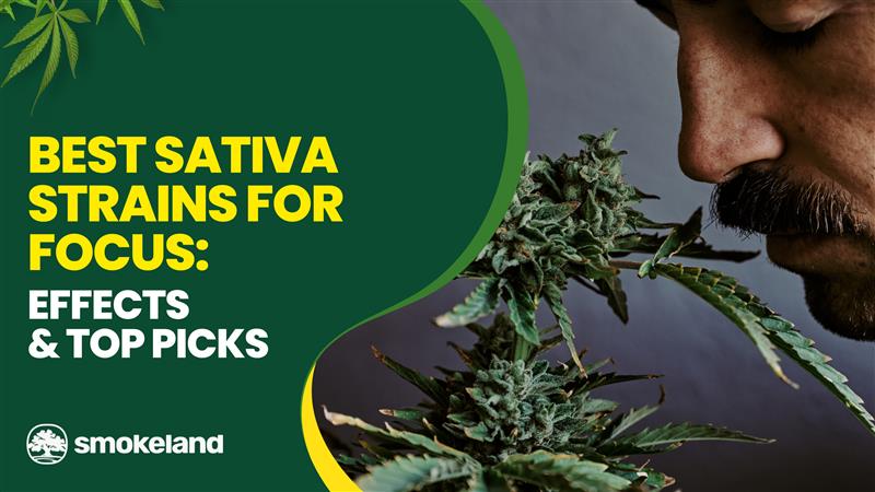 Best Sativa Strains for Focus: Effects & Top Picks