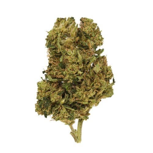 Exclusive - Columbian Starfighter (H) - 28g