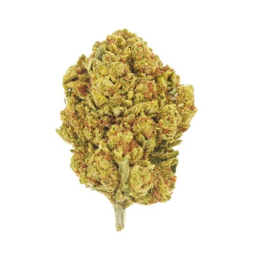 Lucy's INDOOR - Gelato 41 (H) - 14g