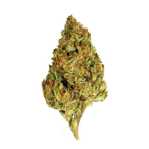 BLACK - Government Oasis (I) - 14g