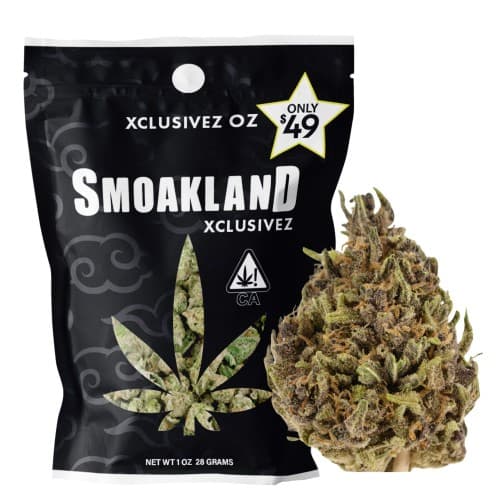 Xclusivez (SEEDED)- Holly Berry (H) - 28g