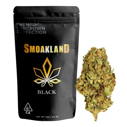 BLACK - Black Cherry Gelato - 14g